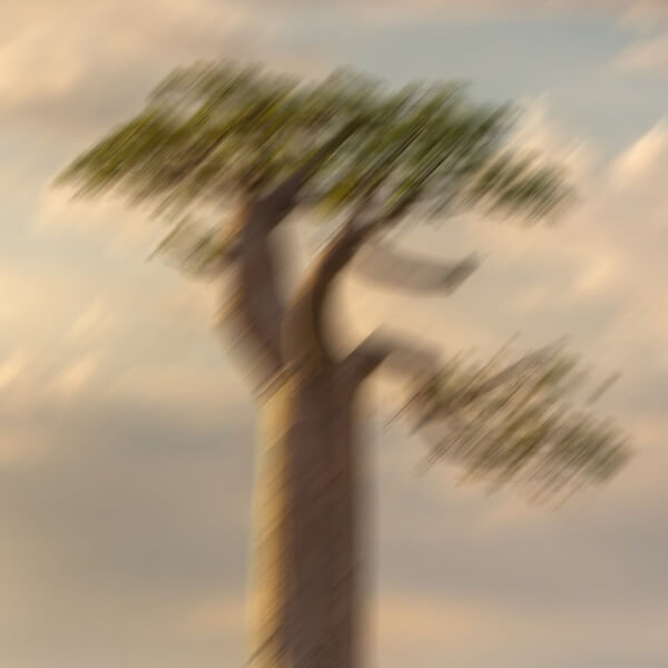 PAAK - Botanic cover art