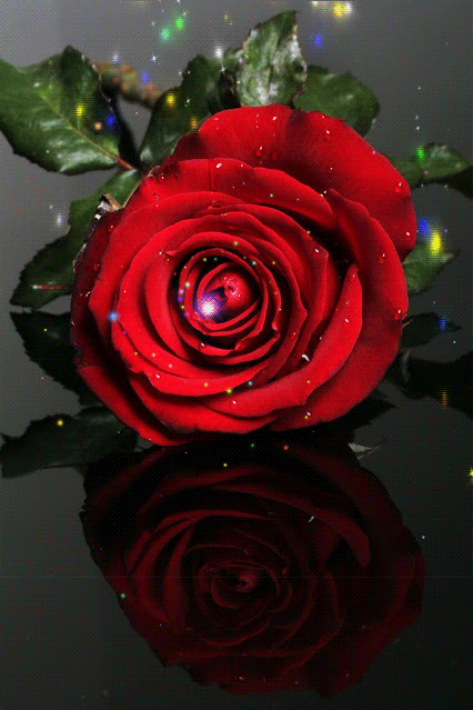 The best gifs for صباح الخير ❤️. ØµÙˆØ± ÙˆØ±Ø¯ Ù…ØªØ­Ø±ÙƒÙ‡ , Ø§Ø­Ø¯Ø« ØµÙˆØ± Ø§Ù„Ø²Ù‡ÙˆØ± Ø§Ù„Ù…ØªØ­Ø±ÙƒØ© (gif) - Ø¹Ø¨Ø§Ø±Ø§Øª