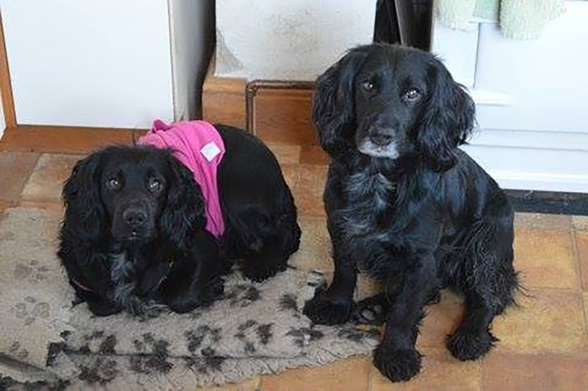 Reward offered for return of stolen dogs