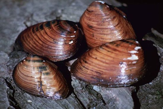 Difference Between Shellfish and Crustaceans 1 Difference Between Shellfish and Crustaceans