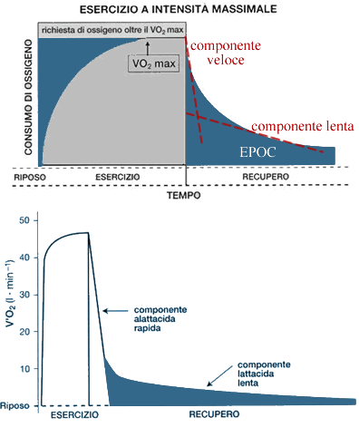 Epoc: Extra Consumo Di Ossigeno Post Esercizio 482_x_396_gif