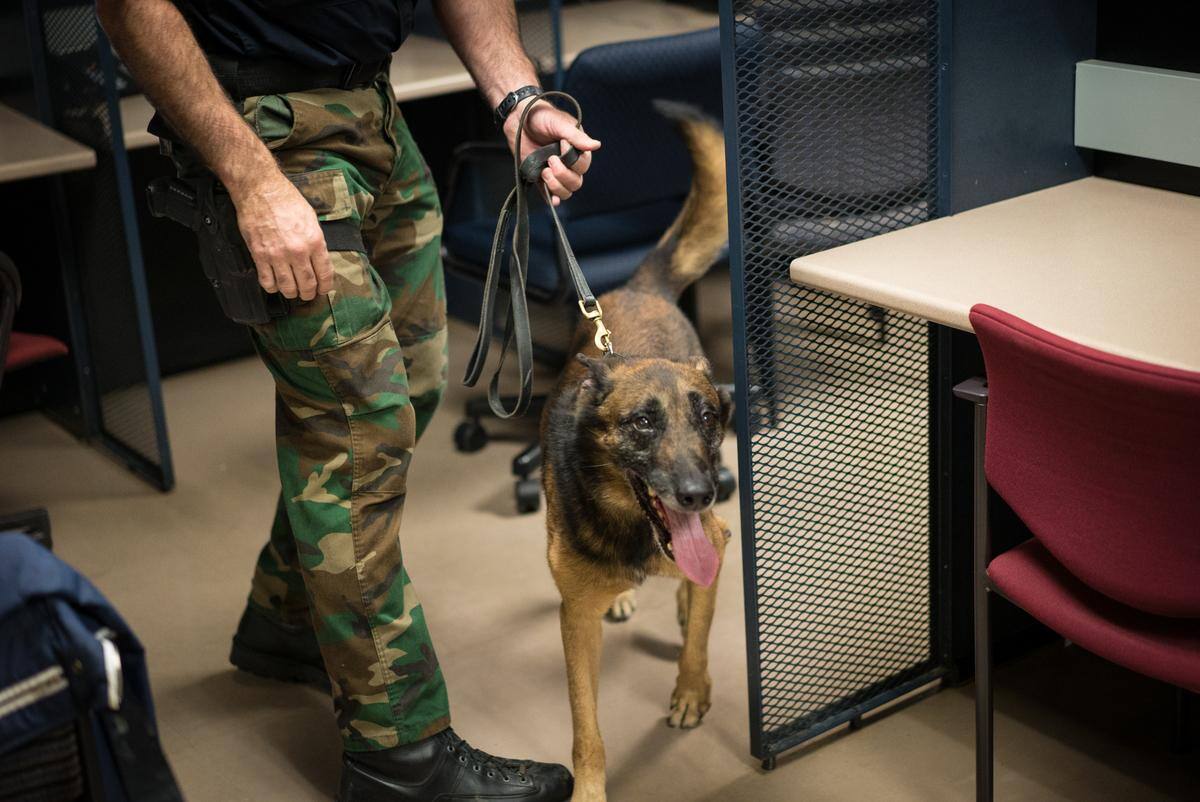 La destination hockey au québec et des infos sur tous les sports: Des chiens Â«renifleursÂ» de la COVID-19? | TVA Nouvelles