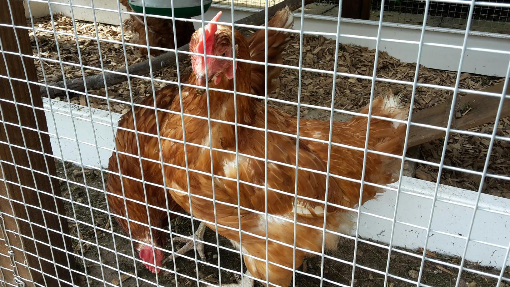 10 metres of fox proof welded mesh in wr3 worcester für £ 25,00 zum