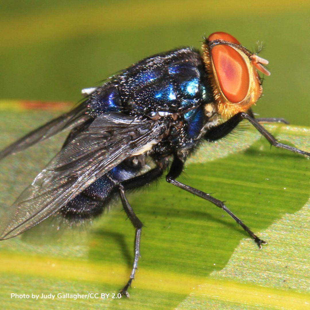 Back to the Frontlines: Renewed Battle Against the New World Screwworm