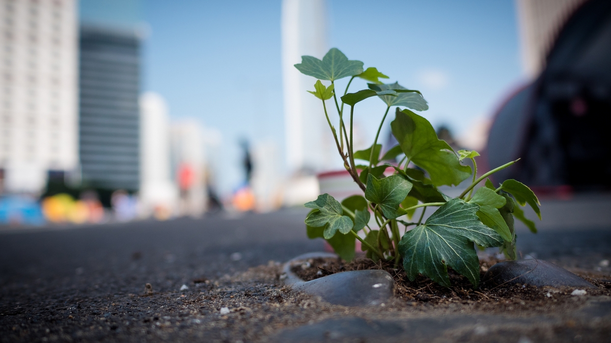 משלוח אורגני: קישורים וחדשות ברשת, ינואר 2016
