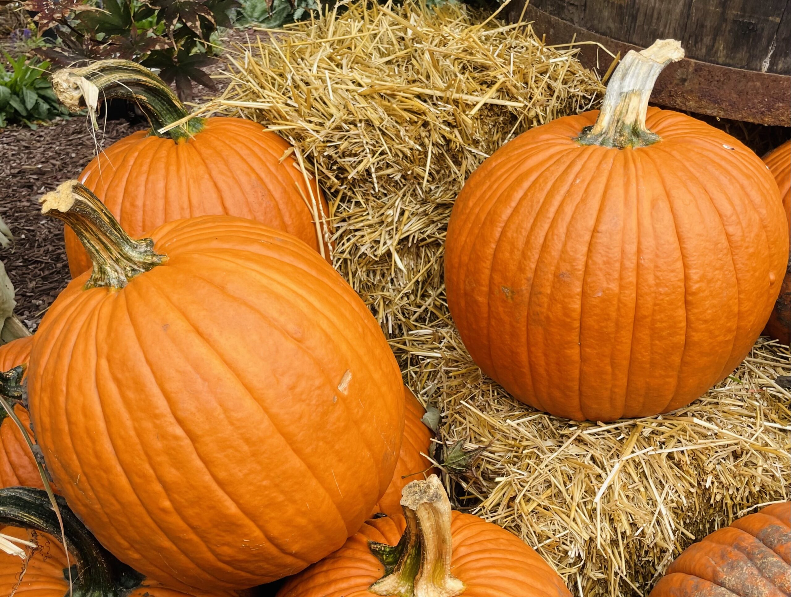 Stacks of hay with orange pumpkins on top and around the hay