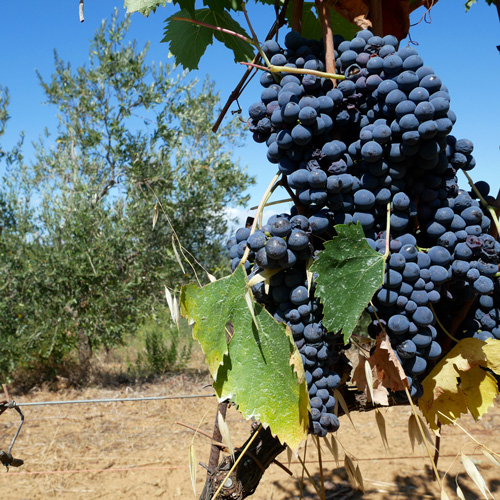 sangiovese2