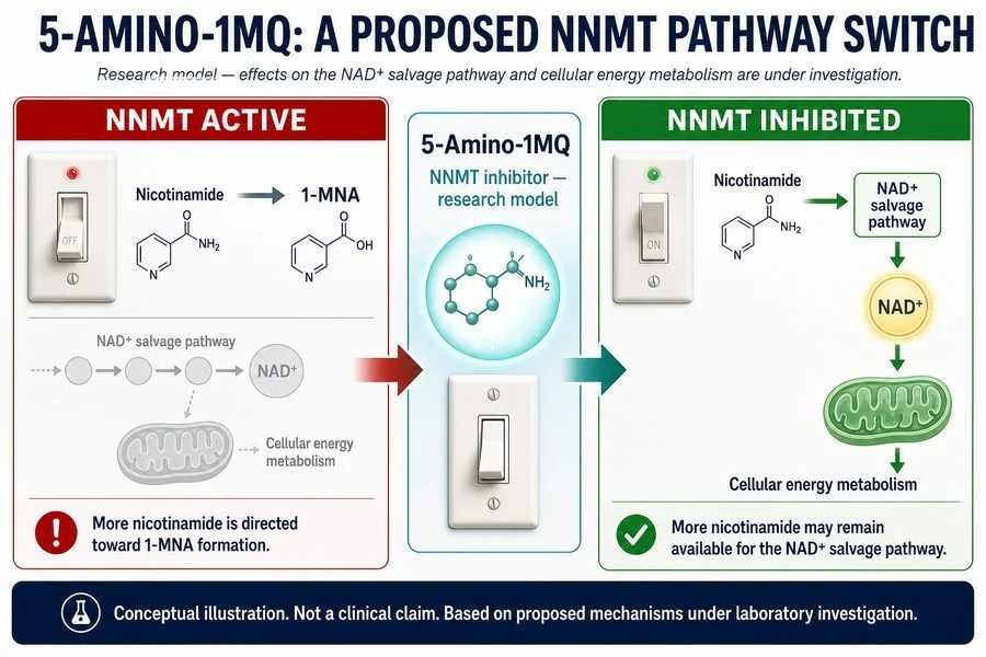 How 5-Amino-1-MQ Works