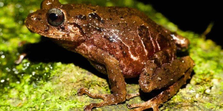 Descubren nueva especie de rana, su hábitat es los Andes ecuatorianos