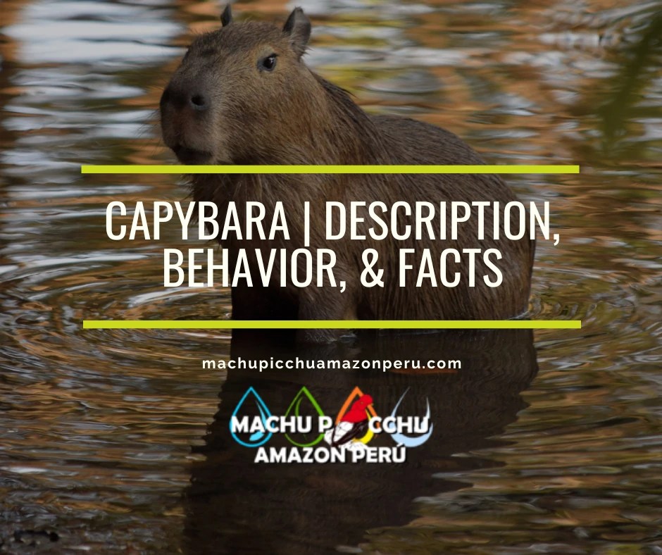 Capybara | Description, Behavior, & Facts