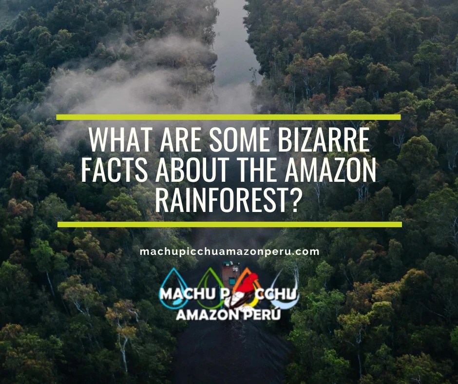 What are some bizarre facts about the Amazon rainforest?