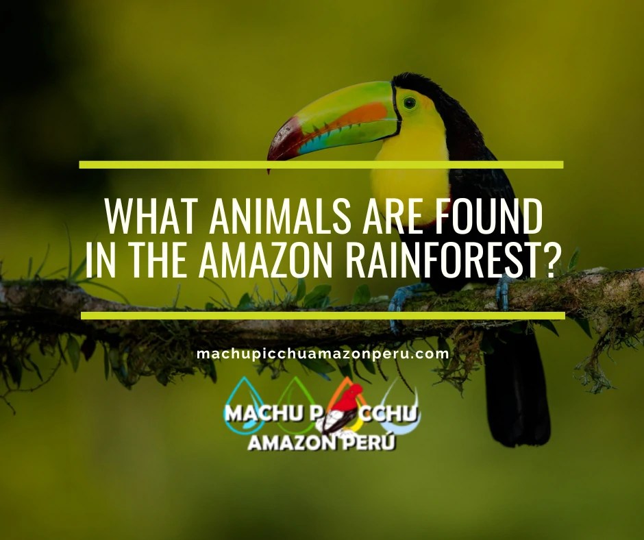 What animals are found in the Amazon rainforest?