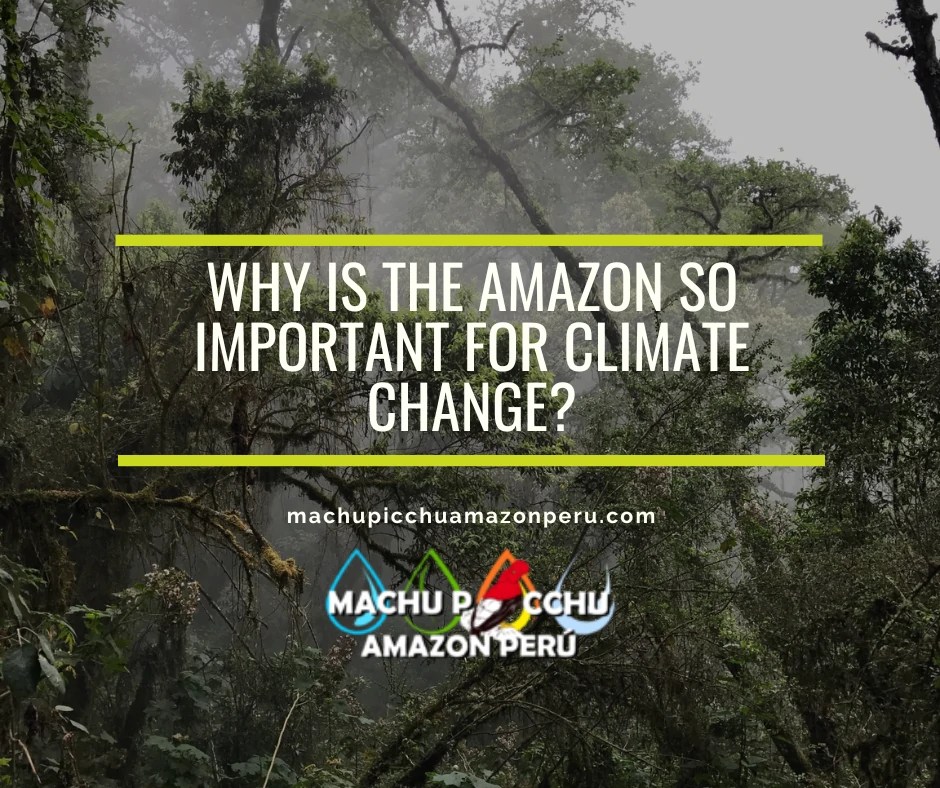 Why Is the Amazon So Important for Climate Change?