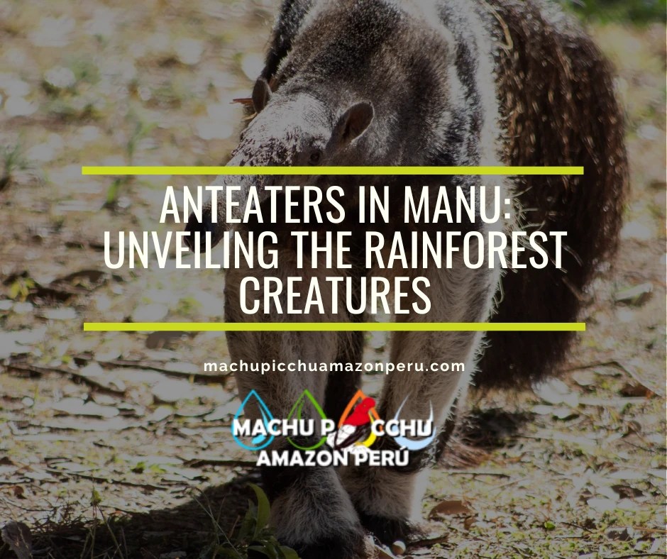 Anteaters in Manu