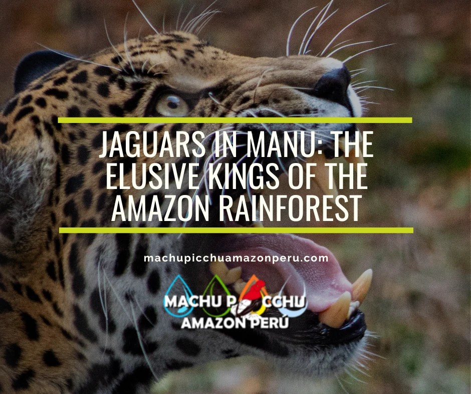 Jaguars in Manu