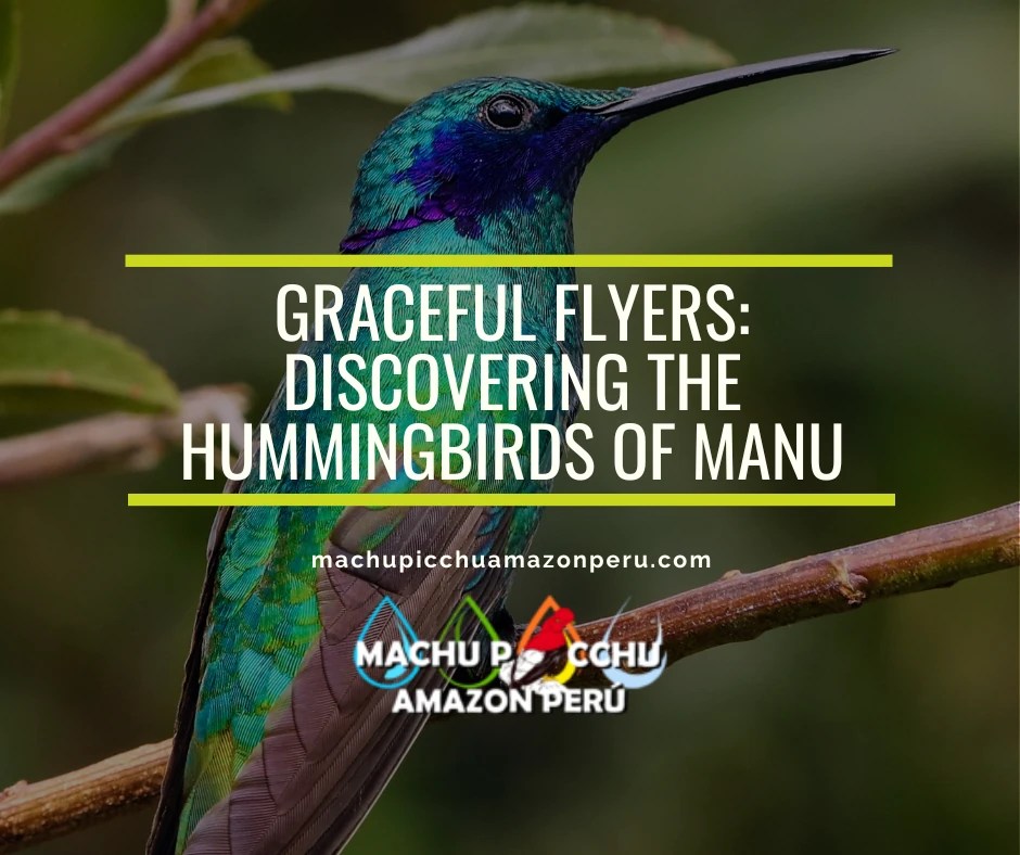 Graceful Flyers: Discovering the Hummingbirds of Manu