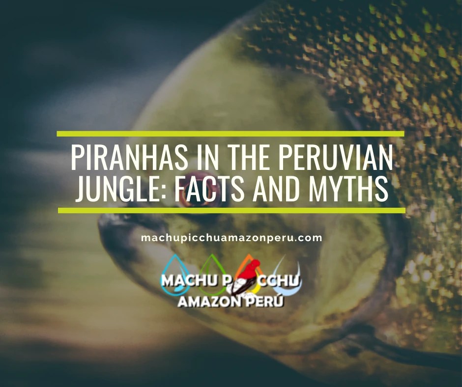 Piranhas in the Peruvian Jungle