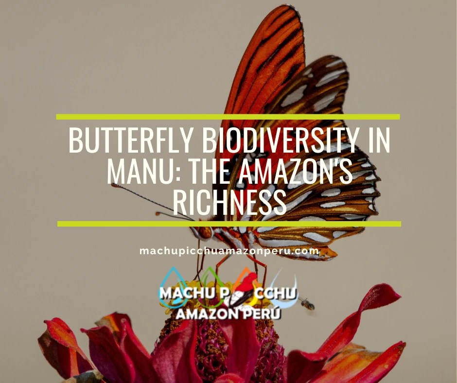 Butterfly Biodiversity in Manu