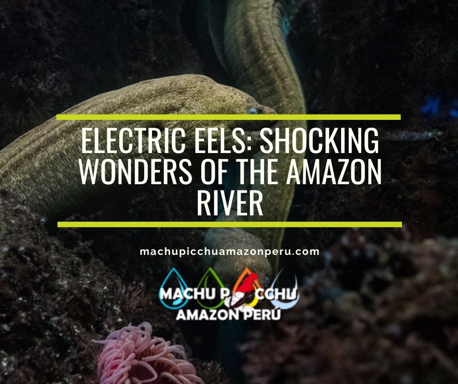 Electric Eels