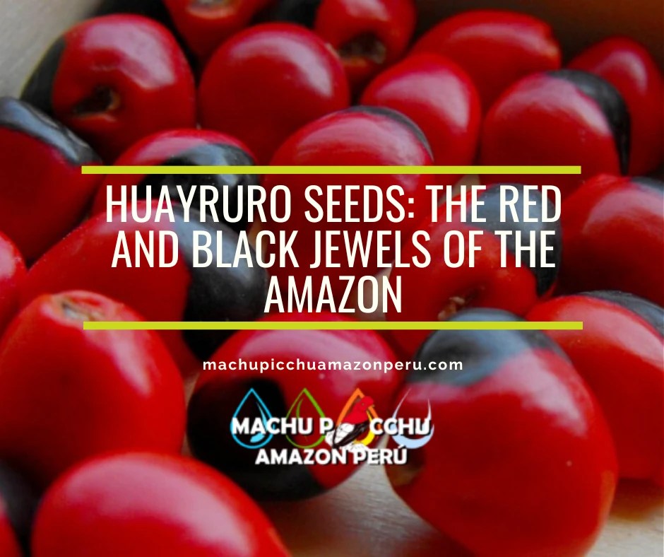 Huayruro Seeds