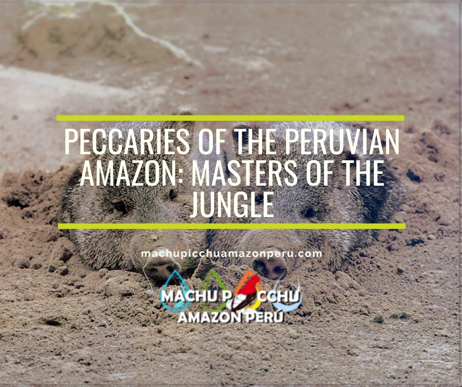 Peccaries of the Peruvian Amazon: Masters of the Jungle