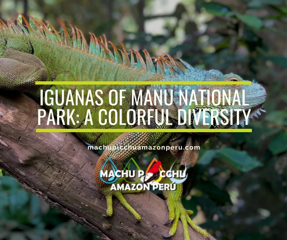 Iguanas of Manu National Park