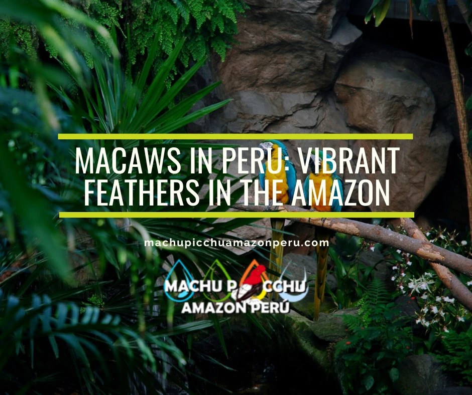 Macaws in Peru
