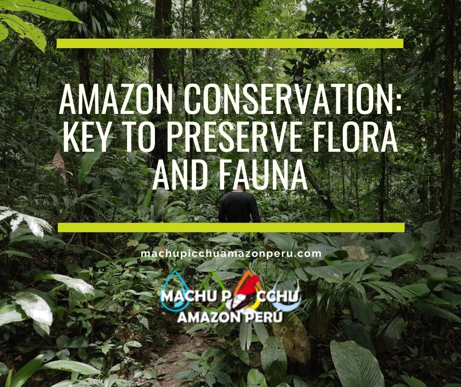Amazon Conservation: Key to Preserve Flora and Fauna