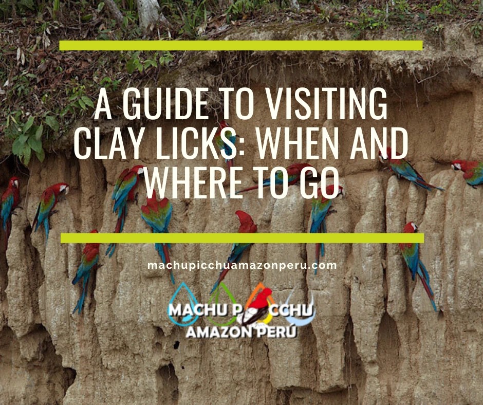 A Guide to Visiting Clay Licks: When and Where to Go