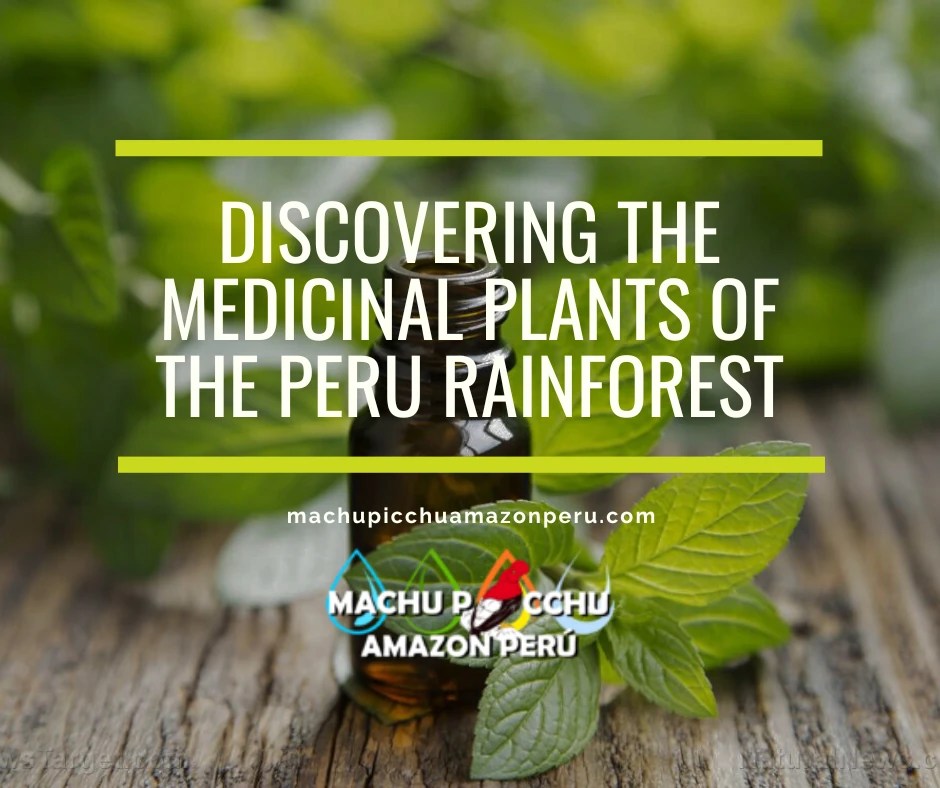 Discovering the Medicinal Plants of the Peru Rainforest