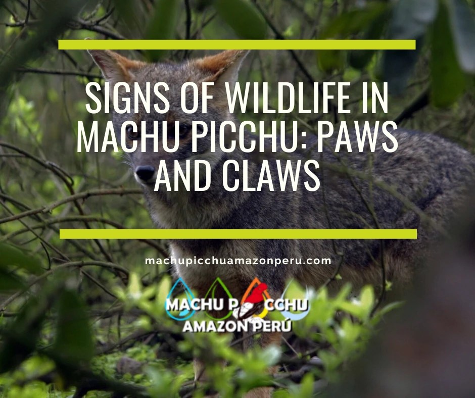 Signs of Wildlife in Machu Picchu: Paws and Claws
