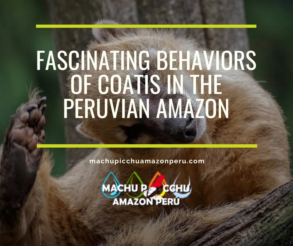 Fascinating Behaviors of Coatis in the Peruvian Amazon