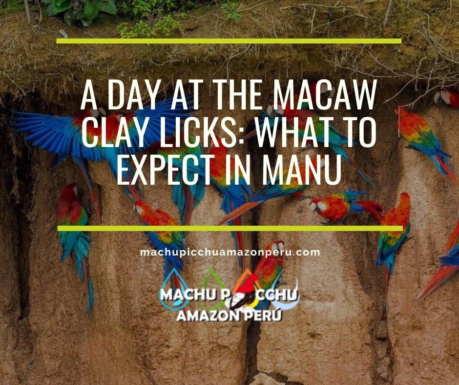 A Day at the Macaw Clay Licks: What to Expect in Manu