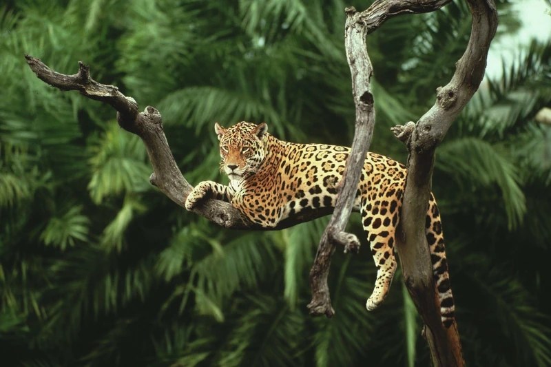 Photographing Manu: How to Capture the Park's Beauty, Wildlife of the Amazon