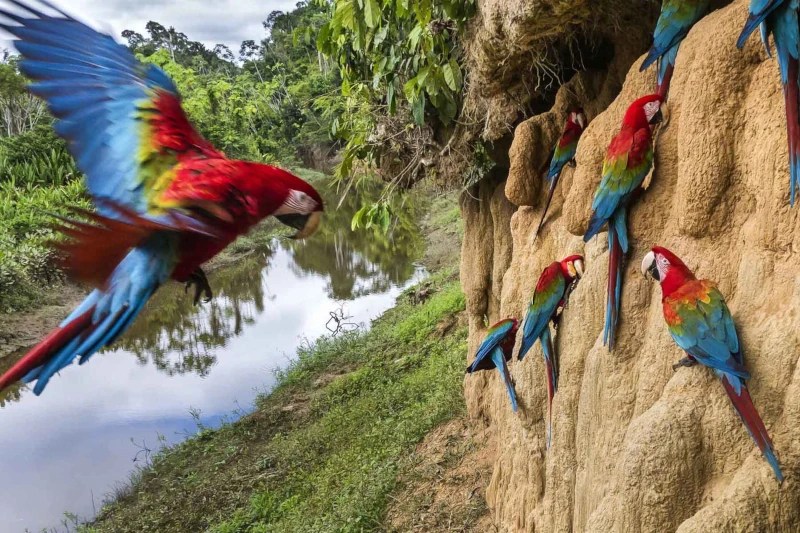 How to Plan a Trip to Manu National Park