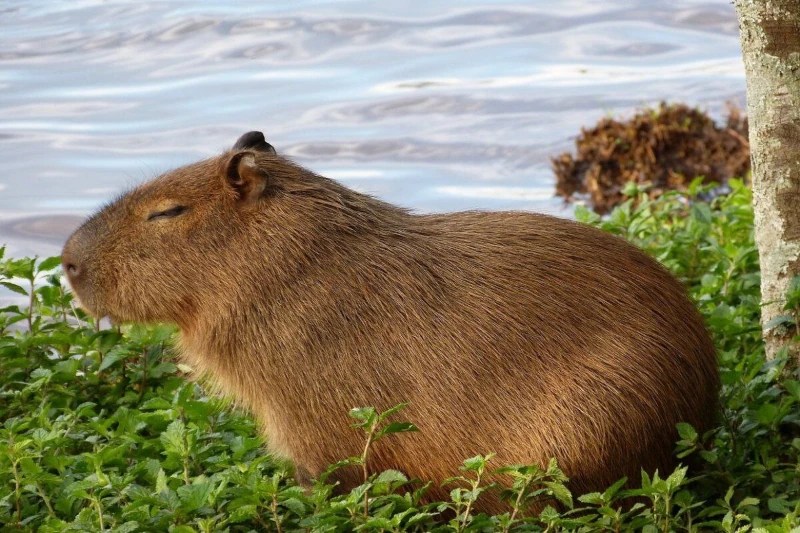 capybara, Rodent Capybara