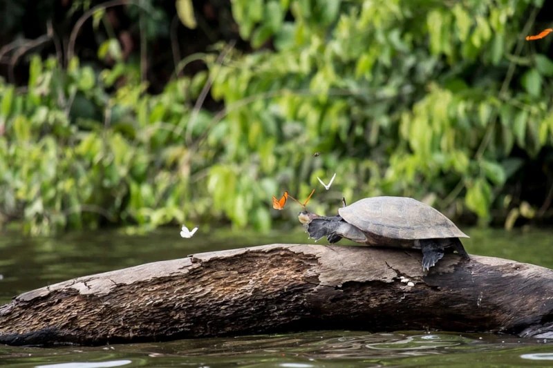 Best Time to Go to Peru Amazon, Manu Reserved Zone Tours