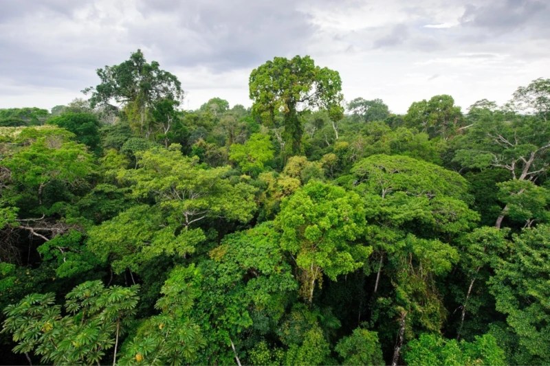 Best Time to Go to Peru Amazon, Manu Reserved Zone Tours, Amazon Rainforest Peru, Peru Amazon Rainforest