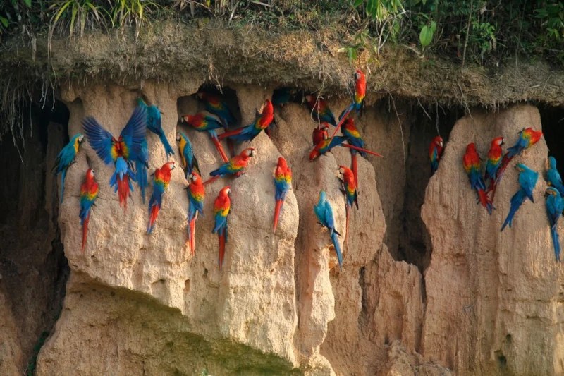 Peruvian Amazon, Exploring Diverse Peruvian Wildlife Ecosystems