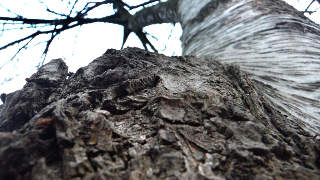 Auch als Baum hat man es schwer...