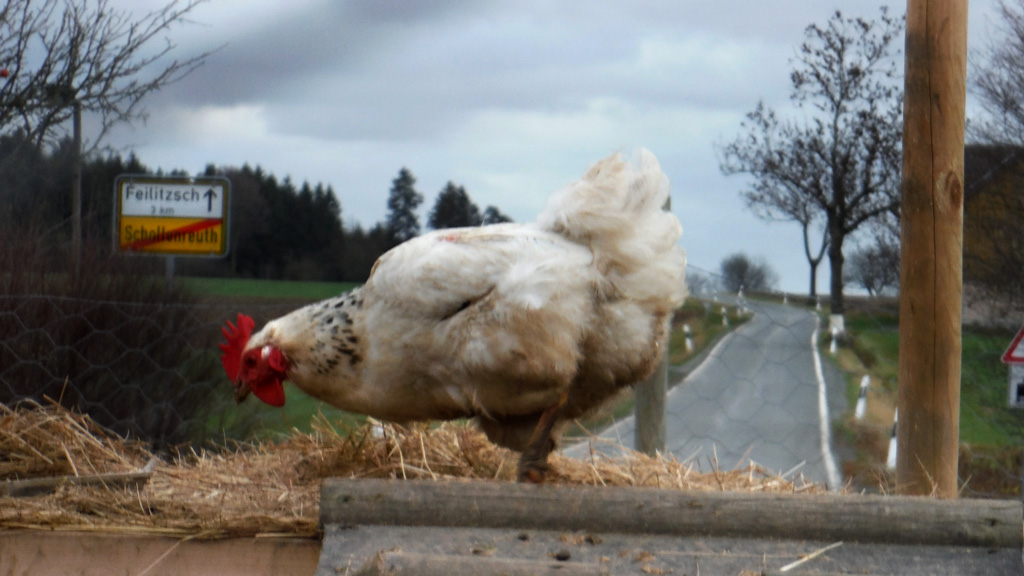 Auf der Suche nach Stadtmusikanten