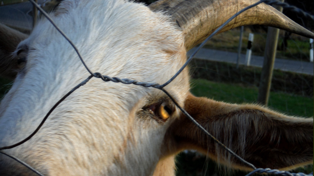 Schau mir in die Augen Kleines.
