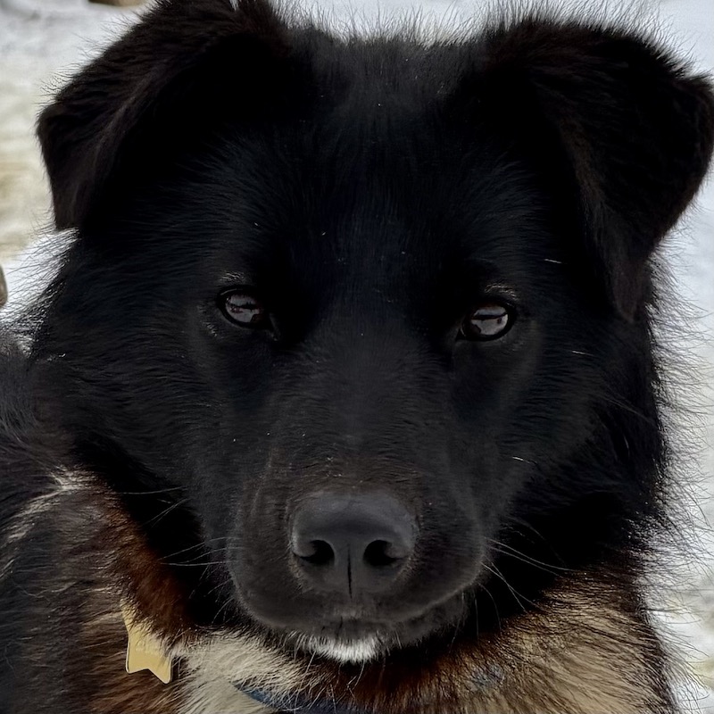 Colt age 8 months