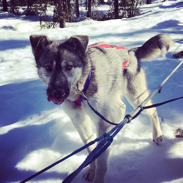 Skipper age 9 months