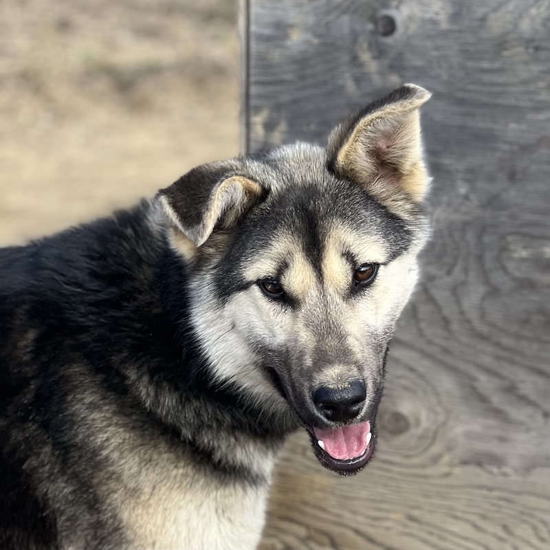 Herbie age 10 months.