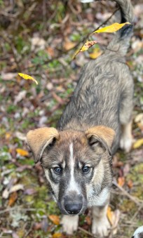 Oboe age 10 weeks.