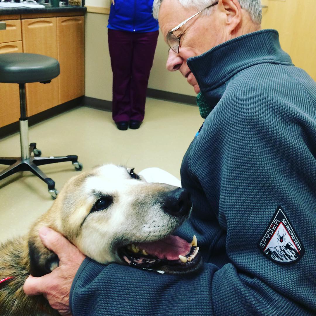 Sherpa doing genetics tests to mix with the Chinook breed of dogs. He passed with flying colors, but the breeding didn't take. Sherpa didn't mind going to the vet