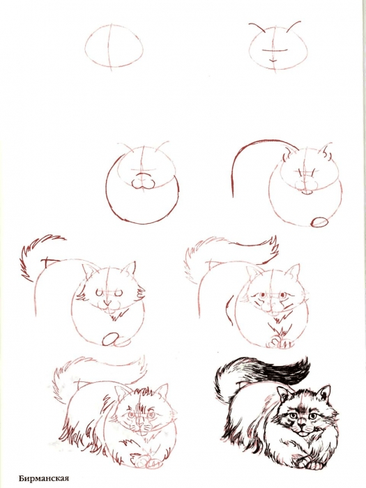 кошку буду рисовать