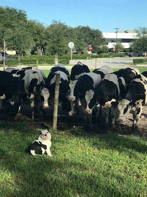 5b4ae animal2b08