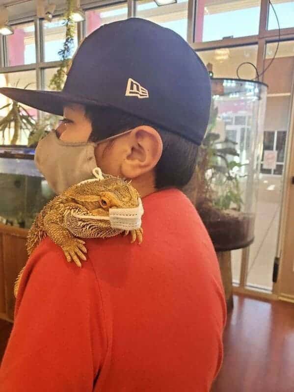 9d9d4 animal2b41